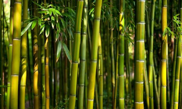 Bambú
