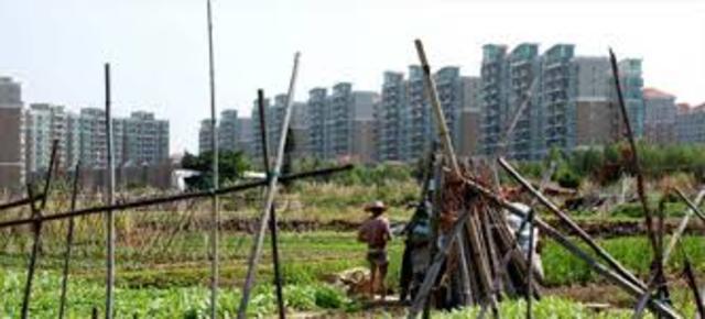 Estudios muestras la urbanización de la infección por T.cruzi