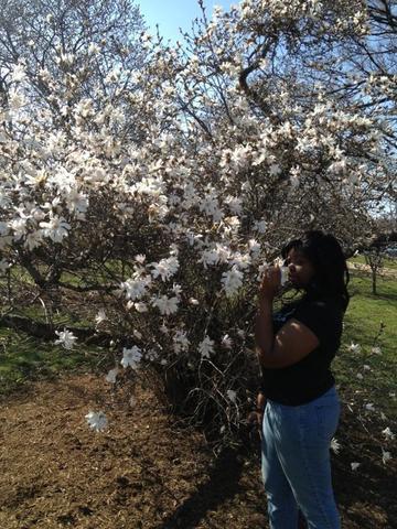 Cherry Blossom Fesitval