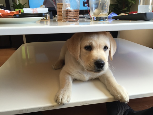 Boo!! La perrita que nos cambió la vida