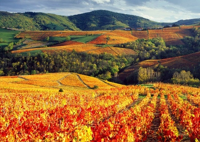 LA ETIQUETA DE BORGOÑA