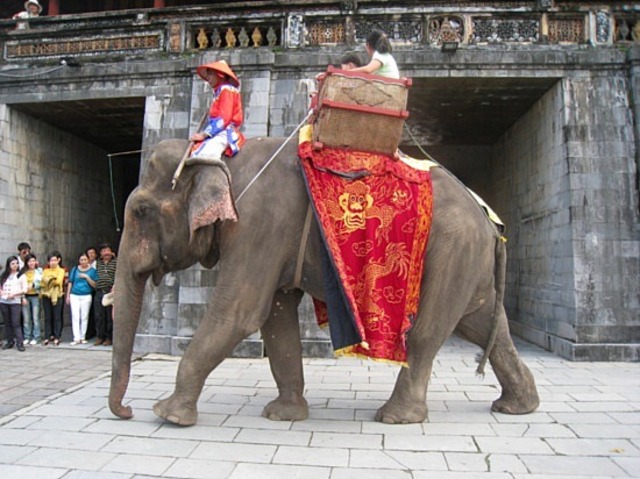 Elephant