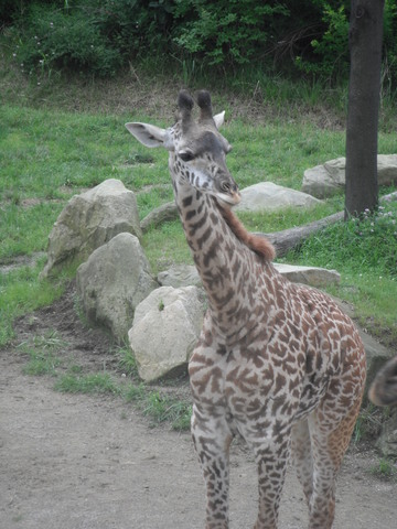 Conservation Science and Community Project