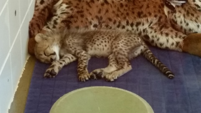 Expanding Collaborations