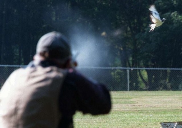 Tiro ao pombo