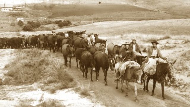 Início do Tropeirismo