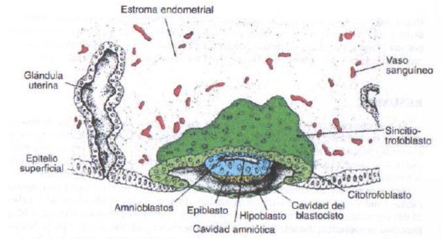 Día 8: Blastocisto parcialmente incluido en el estroma endometrial.