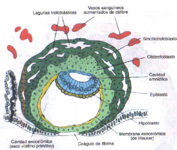 Dia 9: Blastocisto introducido mas profundamente en el endometrio
