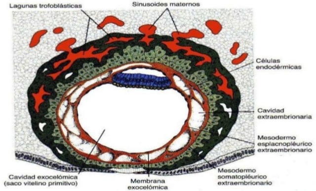 Dia 11 y 12: Blastocisto incluido por completo en la estroma endometrial