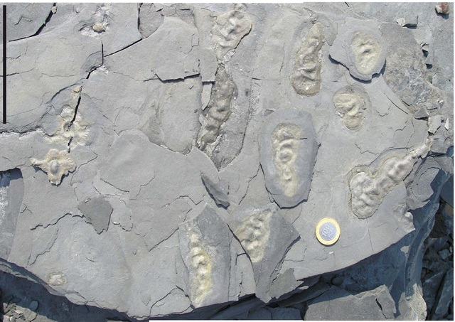 Fósiles eucariotas.