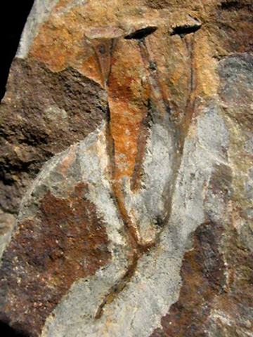 Las plantas invaden la tierra.