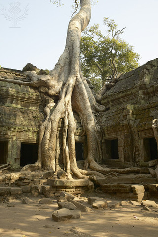 "Ta Prohm Temple"