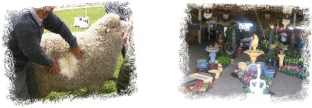 Sociedad Agropecuaria de Rocha