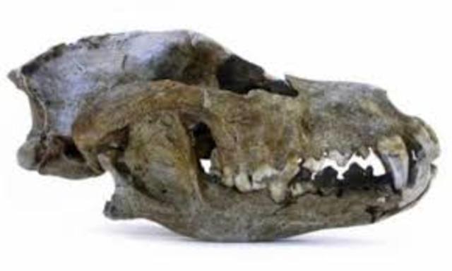 Surgimiento De Los primates