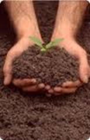 Crisis cafetera "entorno interno"