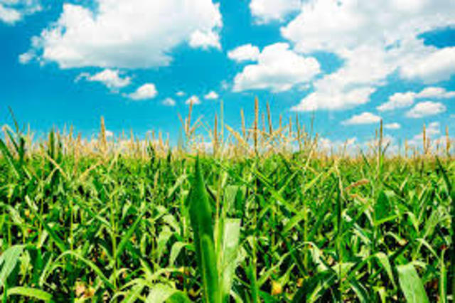 First commercially used biomass gasifier was built in France