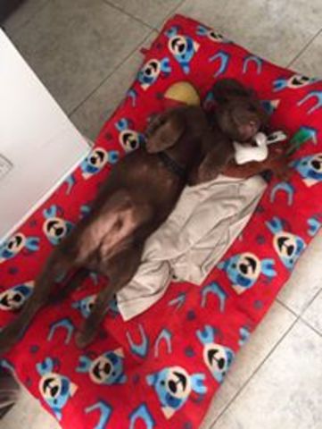 THE BEST FRIEND OF A MAN