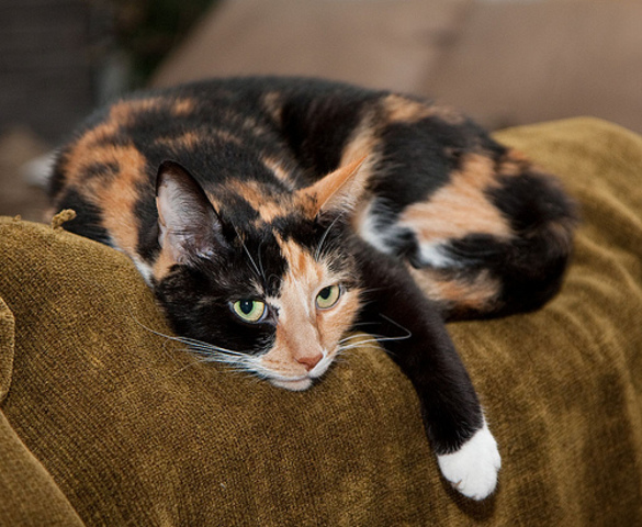 Mis padres me dieron mi primera gata llamada Nala.