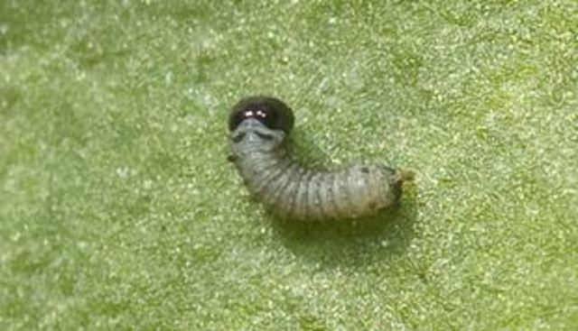 King John 1: Magna Carta