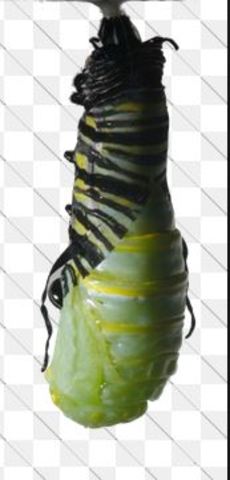 Declaration of the Right of Man