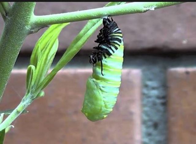 Amendment XV to Constitution of the US