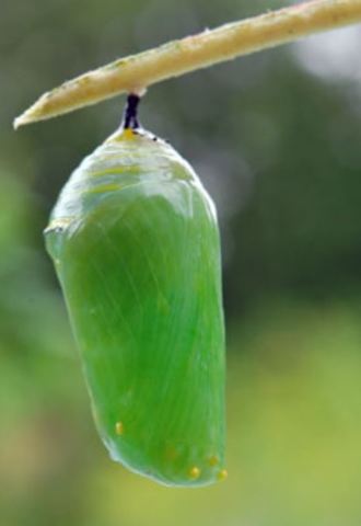 U.N Universal Declaration of Human Rights