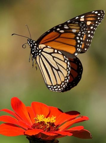 New Zealand: Election Act