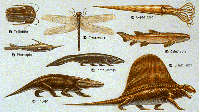 Surgen Meganeura  (las libélulas) y diferentes artrópodos habitan. Los hylonomus primeras especies en poner huevos y evolucionan a reptiles. Las plantas mueren y crean carbón.