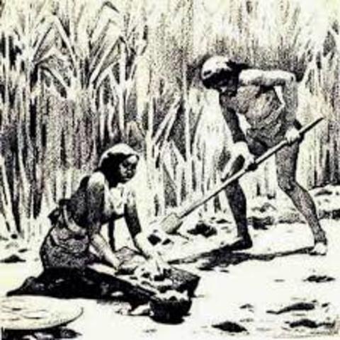 INICIA CULTIVO DE PLANTAS