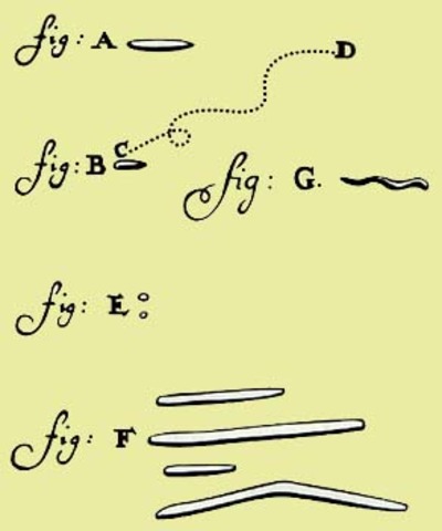 Leeuwenhoek observa bacteris de la seva boca