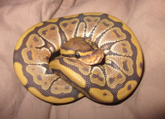 The First Ball Python