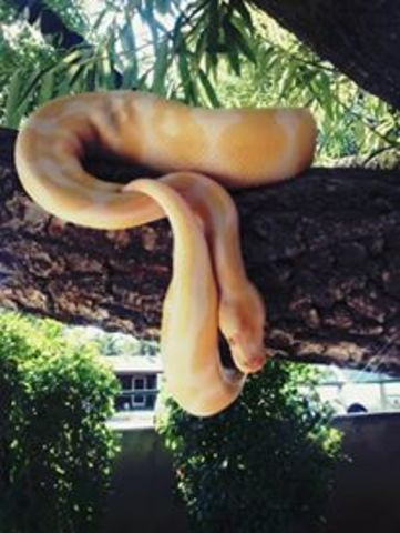 Ball Python Number 2!