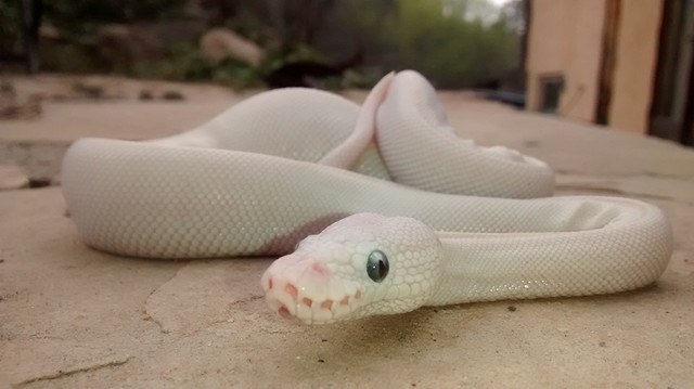 Ball Python Number 3!