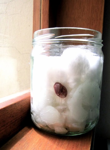 Día 2. Se Siembran las Semilla