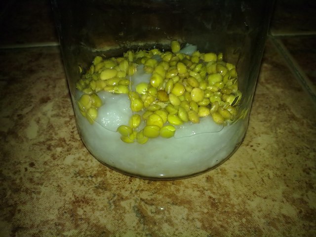 Día 3. Inicia el Brote de la Raíz.