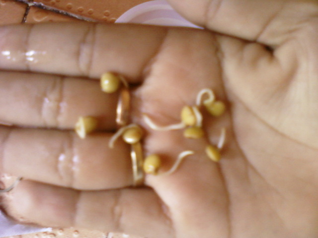 Día 5. Continua el Crecimiento de la Raíz