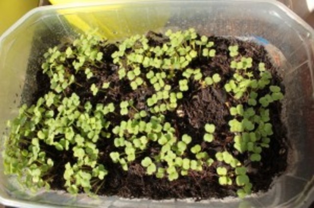 En el día 7 y 8. Sigue el Crecimiento De la Planta.