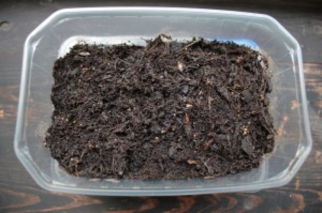 Día 6. Se Siembra en una Maceta