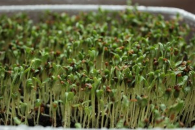 En el día 9 y 10. Mi planta seguía creciendo.