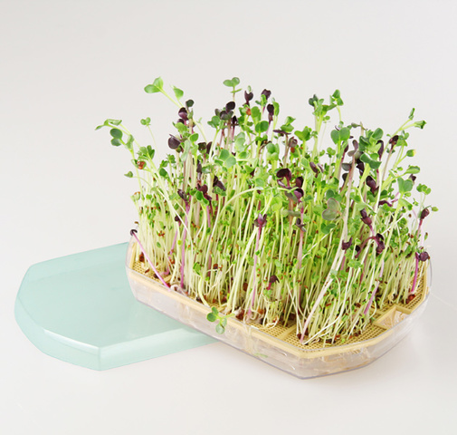 En el día 11. La plata esta Hermosa, Sigue Creciendo