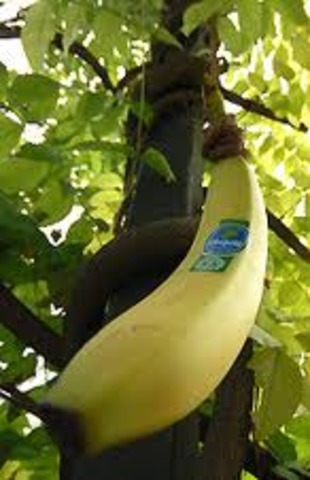 Masacre de las bananeras