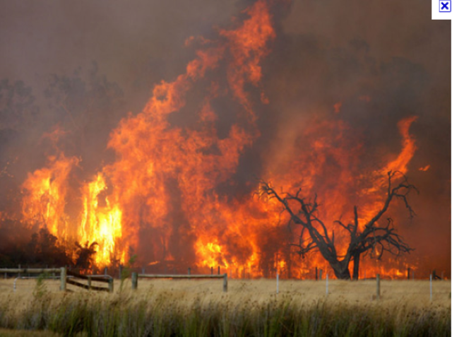 Victorian Bushfires
