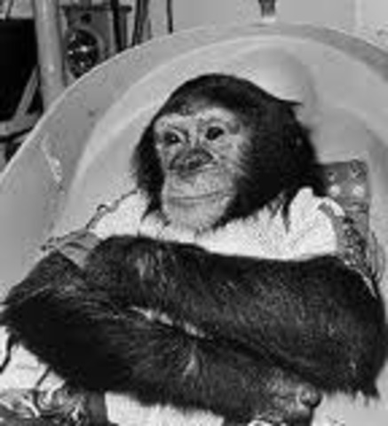 Ham the Chimp, a 37-pound (17-kg) male, is rocketed into space aboard Mercury-Redstone 2,