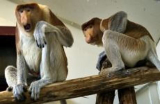 De Apenheul stopt met het houden van neusapen