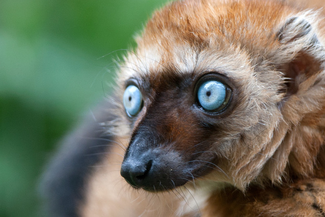 Blauwoogmaki Joelle overlijdt in de handen van een verzorger