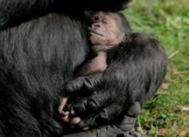 5 gorillababy's geboren