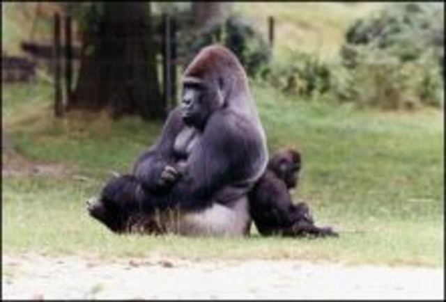 Gorilla Bongo overlijdt plotseling