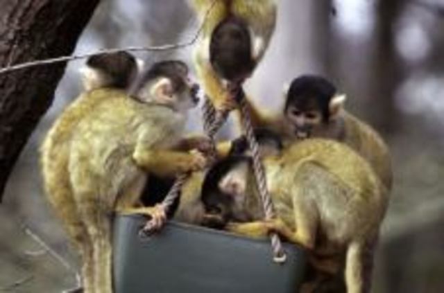 Doodshoofdaapje Plons overlijdt