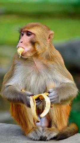 Apen moeten op dieet