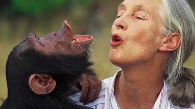 Jane Goodall geeft een lezing in de Apenheul